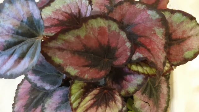 5 Tips Begonia Rex Plant Care смотреть онлайн