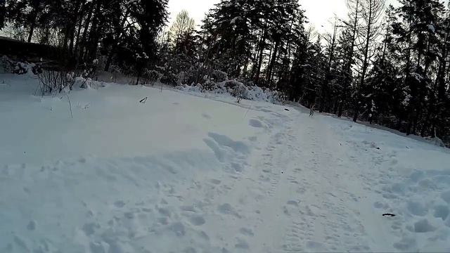 Щенок салюки на прогулке // Салюка // Персидская борзая видео смотреть онлайн