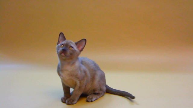 Бурманский котенок смотреть онлайн
