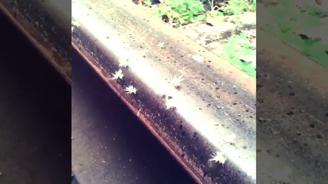 Интересные насекомые в Абхазии смотреть онлайн