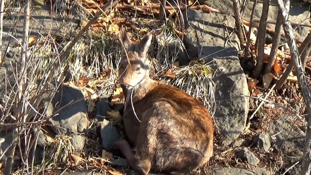 ПРИМОРСКИЙ САФАРИ ПАРК. Животные Приморской Уссурийской тайги в естественной среде обитания. смотреть онлайн