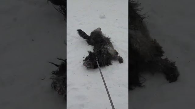 Скай терьер Хатико и снег. смотреть онлайн