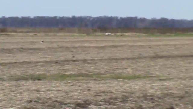 Pinto y tara (cruza saluki) смотреть онлайн