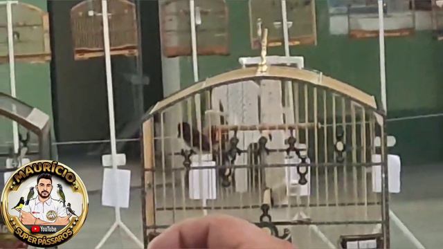 COLEIRO ROLEX BATENDO 359 CANTOS, ESSE É BRABOOO смотреть онлайн