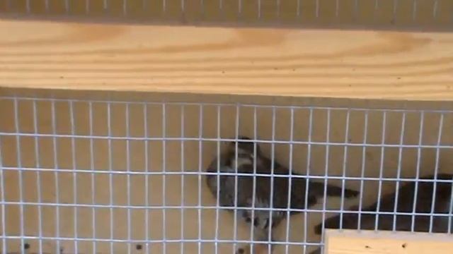 красные куропатки смотреть онлайн