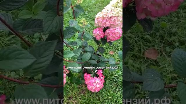 Гортензия ??Самарская Лидия Rensam/Framboisine(Малина) ?серебро Plantarium 2019 Хит?лета2020 смотреть онлайн