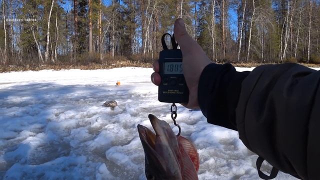 РЫБАЛКА НА ИКРЯНУЮ ЩУКУ! / ЖЕРЛИЦЫ ОПЯТЬ СТРЕЛЯЮТ / ЗАКРЫЛИ ЗИМНИЙ СЕЗОН / Часть 3 смотреть онлайн