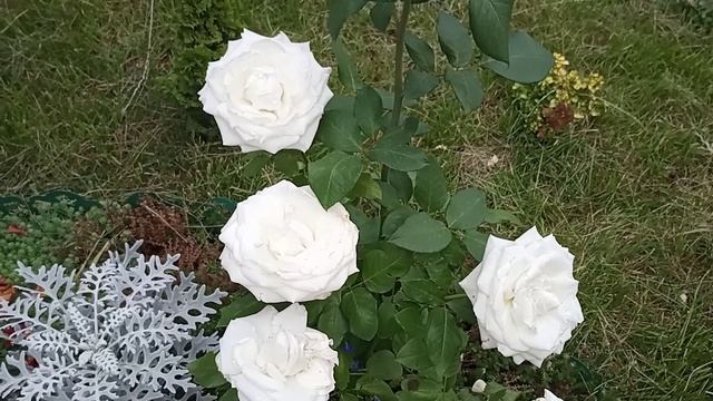 Красивейшая роза в моем саду!!! смотреть онлайн