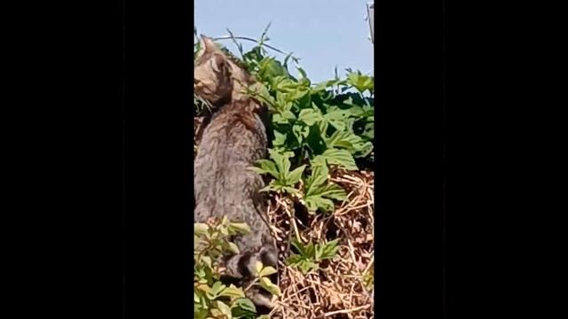 ?КТО? ТАМ? Shorts top приколы 2023 смотреть онлайн