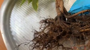 Фикус Бенджамина для «продвинутых».Как вырастить бонсай дома