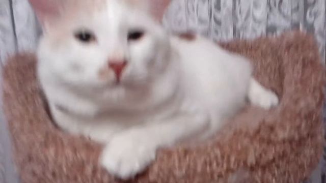 Кота люблю так :) смотреть онлайн