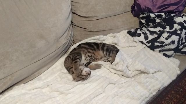 Персей очень любит поспать! смотреть онлайн