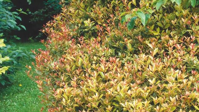 Plant of the Month Osmanthus Goshiki смотреть онлайн