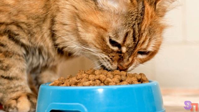 Муж-депутат ПОДРАЛСЯ с уличным КОТОМ из-за еды смотреть онлайн