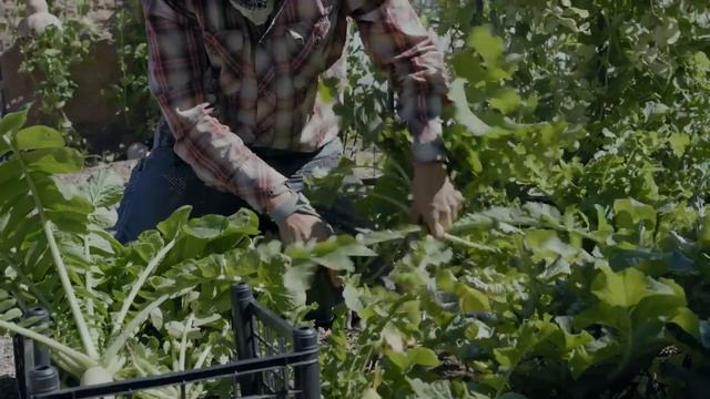 Growing Food and Restaurants in the Arizona Desert | Farms Across America смотреть онлайн