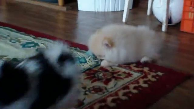 6)Берендей. смотреть онлайн