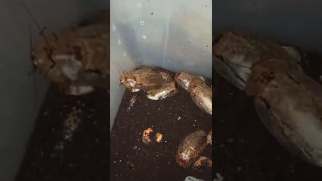 У тараканов архимандритов не скучно! смотреть онлайн