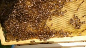 РЕЗУЛЬТАТ РАСШИРЕНИЕ ГНЕЗДА КОРПУСОМ ВНИЗ/ПОСТАНОВКА ВТОРОГО КОРПУСА