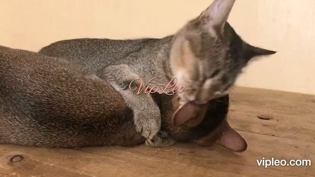 ♔VipLeo. Чаузи ф4 Тиффани и Луиза. Chausie.