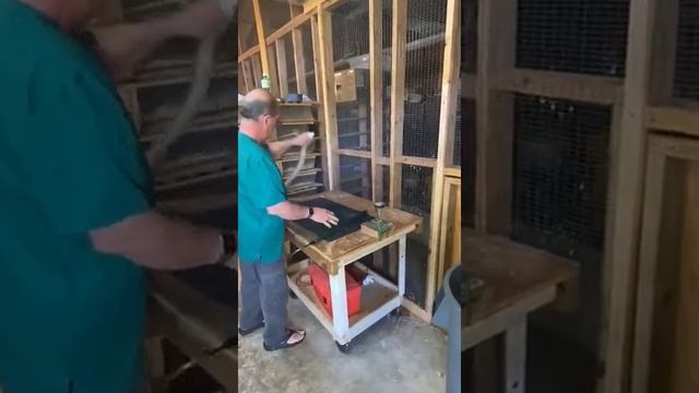 как берут яд у змей смотреть онлайн