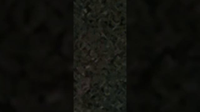 Testing The big telescope app 45× Zoom on Algenib star (Part 1) смотреть онлайн