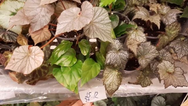 Одна из причин повреждений на листьях бегоний смотреть онлайн