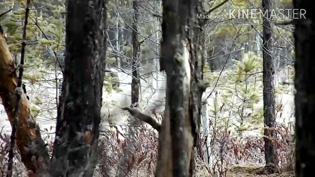 Журавли на болоте смотреть онлайн