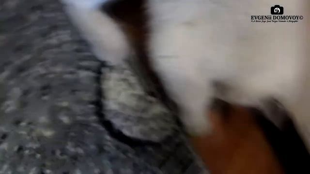 Шотландская Прямоухая - Все о породе | Шотландская Кошка Моника Прямоухая Веселая | Кошачий Футбол смотреть онлайн