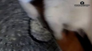 Шотландская Прямоухая - Все о породе | Шотландская Кошка Моника Прямоухая Веселая | Кошачий Футбол