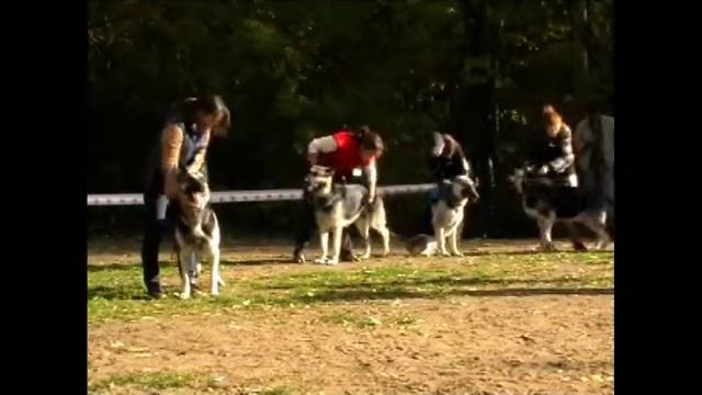 Суки открытый