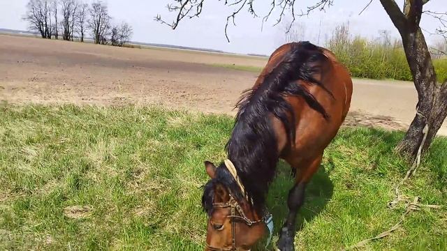 жеребец Маркиз покрывает кобылу Машку