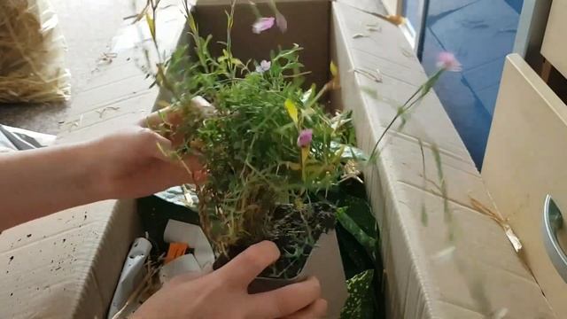 Распаковка? распространенных и неприхотливых растений для сада|Астра, флокс, аукуба...????? смотреть онлайн