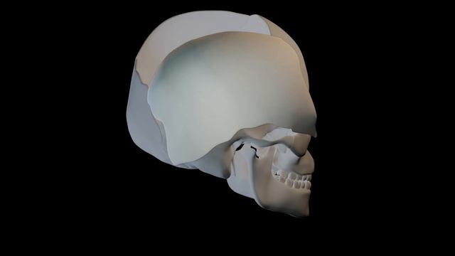 Skull Bones Anatomy | 3D Animation (Urdu/Hindi) смотреть онлайн