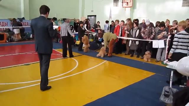 Сравнение Бишки смотреть онлайн