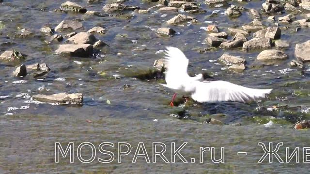Чайки в парках Москвы смотреть онлайн
