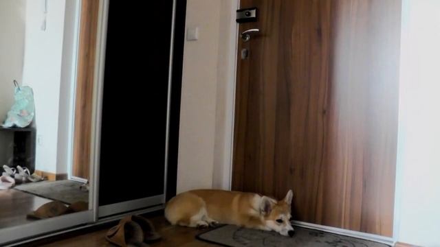 ЧЕМ ЗАНИМАЕТСЯ СОБАКА, КОГДА ЕЁ ОСТАВЛЯЮТ ОДНУ ДОМА. СКРЫТАЯ КАМЕРА смотреть онлайн