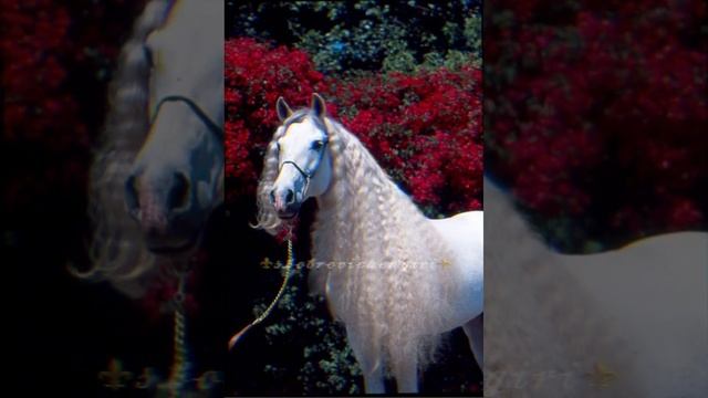 Новая цыганская песня???_2022_~Романы бомбическо??#цыгане #gypsy #топ смотреть онлайн