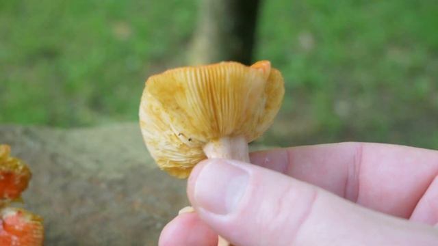 Wild Mushroom Hunt 2019 Russula Sp Mushrooms смотреть онлайн