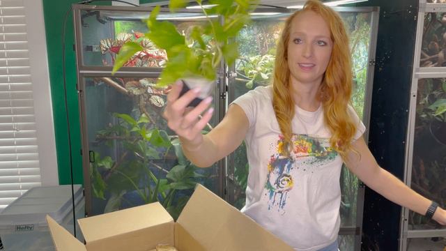 Chameleon Safe Plants! | Josh's Frogs Plant Unboxing смотреть онлайн