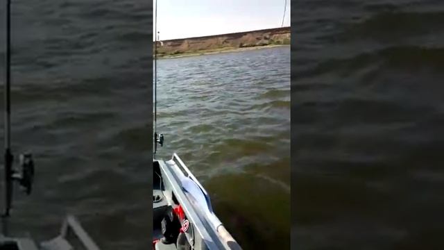 Сом на 10 кг. Донка, насадка - куриная печень. Рыболовная база Ветлянка 28.09.17 смотреть онлайн