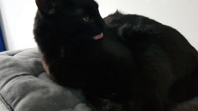 "Чёрного кота не отмоешь до бела". Körperpflege bei Katzen. смотреть онлайн