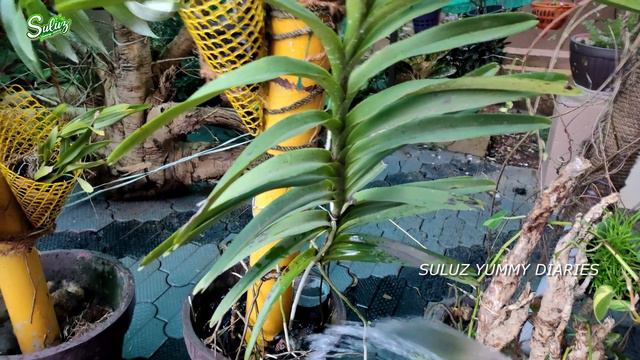 HOW TO WATER ORCHIDS ||ഓർക്കിഡിൽ വെള്ളം ഒഴിക്കുമ്പോൾ ശ്രദ്ധിക്കേണ്ടവ || ORCHID CARE IN MALAYALAM смотреть онлайн