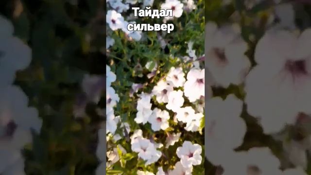 тайдал сильвер шикарное цветение конец августа. смотреть онлайн