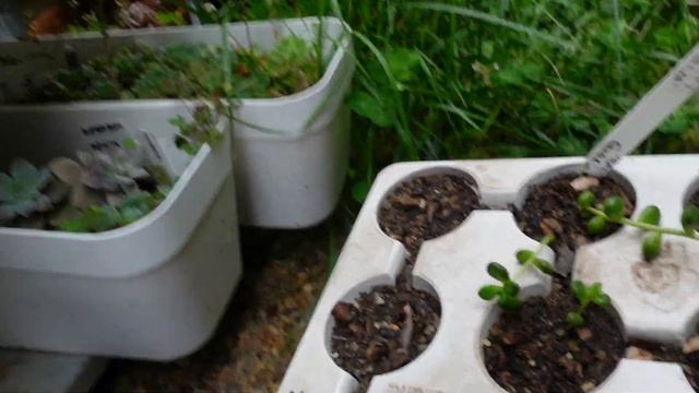 How To Grow SEDUM LUCIDUM OBESUM