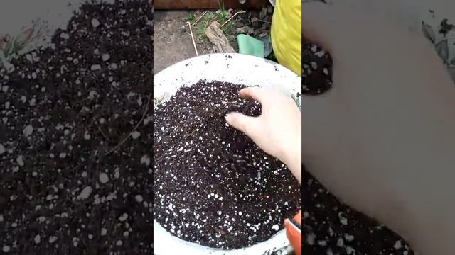 Топиари из старого вентилятора смотреть онлайн