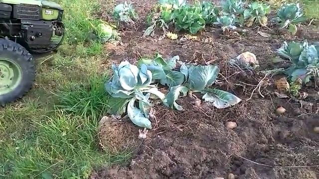 (1)Копаем картошку мотоблоком в блочно-модульном огороде. смотреть онлайн