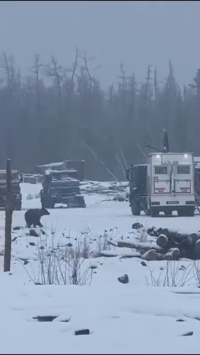Наподение медведя🐻 на работников в вахтовом городке.