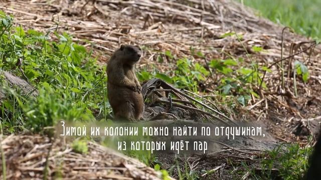 «Живой Алтай»: лесостепной сурок смотреть онлайн
