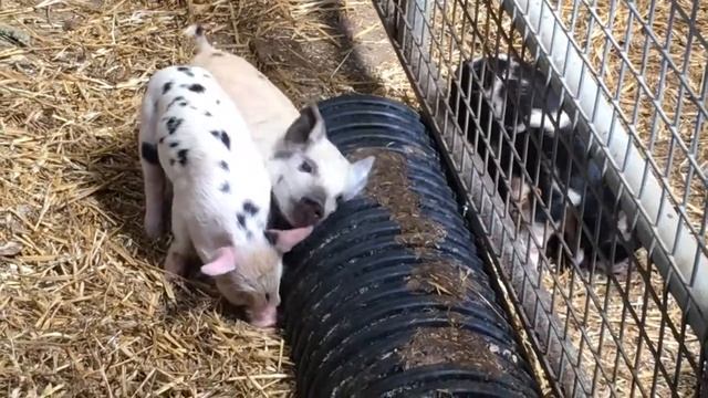 Поросята в мини зоопарке Ардмор Ирландия. Open Farm Ardmore смотреть онлайн