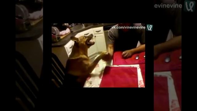 Что будет если посадить щенка или собаку на цепь р смотреть онлайн